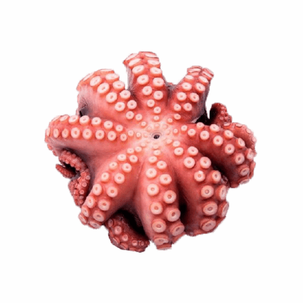 Bạch Tuộc Nhật (Kg) - Kg