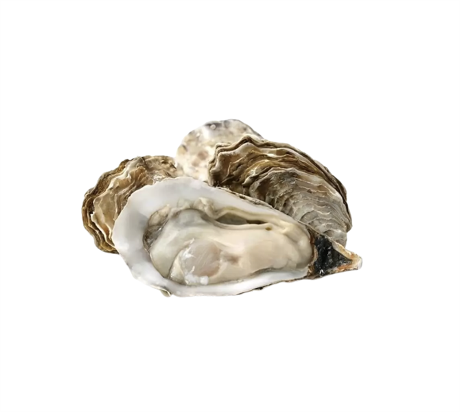 kiotviet_8445f4c13aeb5b45d3e8138e749a7c02 Hàu ( Size 9-11) Nhật( 1kg) - Kg - Ảnh 1