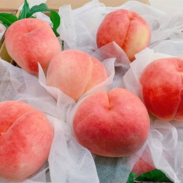 Đào Nhật Organic (Thùng) - Thùng