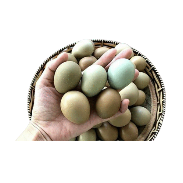 Trứng Chim Trĩ - Hộp